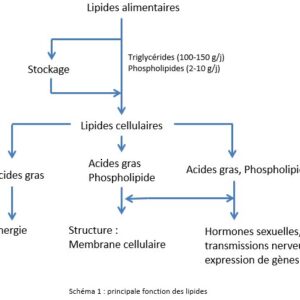 Physionutrition : membranes cellulaires, mitochondrie et métabolisme énergétique — Dr D. Guyot