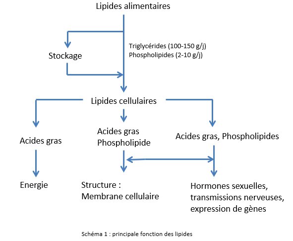 Physionutrition : membranes cellulaires, mitochondrie et métabolisme énergétique — Dr D. Guyot 1 Physionutrition : membranes cellulaires, mitochondrie et métabolisme énergétique — Dr D. Guyot