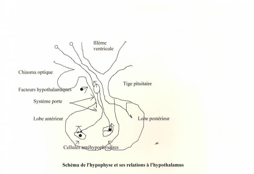 Iode et troubles thyroïdiens, phytothérapie — J.-D. Beaujaut 1 Iode et troubles thyroïdiens, phytothérapie — J.-D. Beaujaut